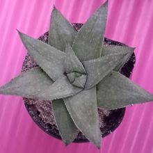 Foto de un cactus que se está identificando actualmente