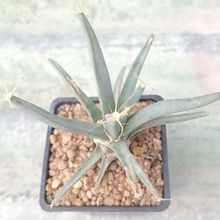 Una foto de Leuchtenbergia principis