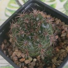 Una foto de Gymnocalycium mesopotamicum