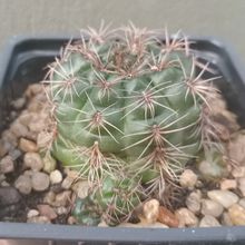 Una foto de Gymnocalycium mesopotamicum