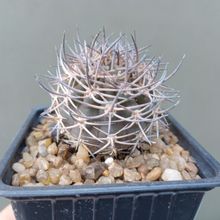 Una foto de Eriosyce bulbocalyx