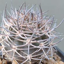 Una foto de Eriosyce bulbocalyx