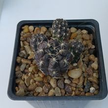 Foto de un cactus que se está identificando actualmente