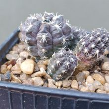 Foto de un cactus que se está identificando actualmente