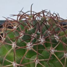 Una foto de Mammillaria polythele ssp. durispina