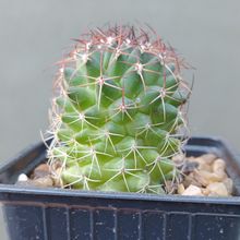 Una foto de Mammillaria polythele ssp. durispina