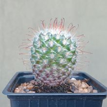 Foto de un cactus que se está identificando actualmente