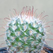 Foto de un cactus que se está identificando actualmente