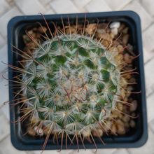 Foto de un cactus que se está identificando actualmente