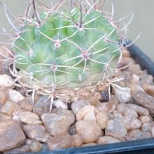 Foto de un cactus que se está identificando actualmente
