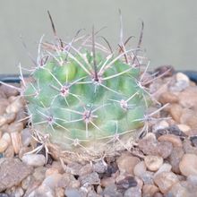 Foto de un cactus que se está identificando actualmente