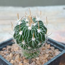 Foto de un cactus que se está identificando actualmente