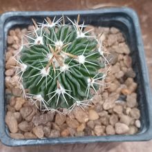 Una foto de Stenocactus crispatus