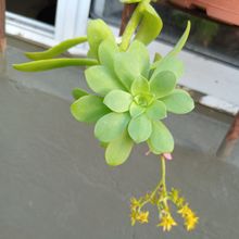 Photo of a cactus currently being identified