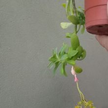 Photo of a cactus currently being identified