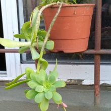 Photo of a cactus currently being identified