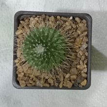 Una foto de Mammillaria spinosissima fma. unpico