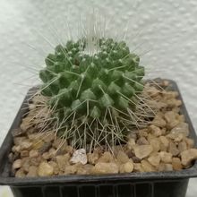 Una foto de Mammillaria spinosissima fma. unpico