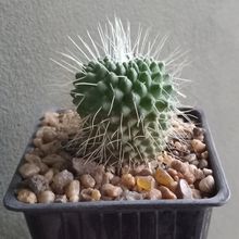 Una foto de Mammillaria spinosissima fma. unpico