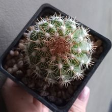 Una foto de Parodia taratensis
