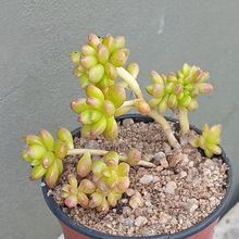 Foto de un cactus que se está identificando actualmente