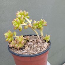 Foto de un cactus que se está identificando actualmente