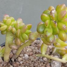 Foto de un cactus que se está identificando actualmente