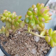 Foto de un cactus que se está identificando actualmente