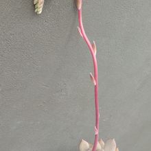 Foto de un cactus que se está identificando actualmente
