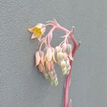 Foto de un cactus que se está identificando actualmente
