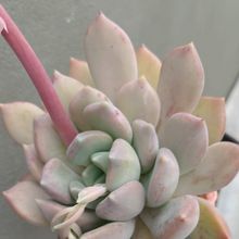 Foto de un cactus que se está identificando actualmente