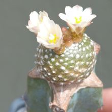 A photo of Blossfeldia liliputana