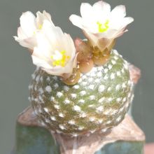 A photo of Blossfeldia liliputana