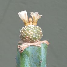 A photo of Blossfeldia liliputana