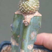 A photo of Blossfeldia liliputana