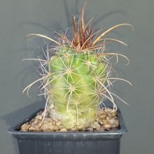 Foto de un cactus que se está identificando actualmente
