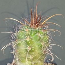 Foto de un cactus que se está identificando actualmente