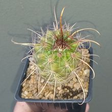 Foto de un cactus que se está identificando actualmente