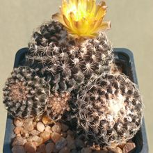 Photo of a cactus currently being identified
