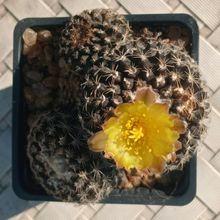 Photo of a cactus currently being identified