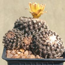 Photo of a cactus currently being identified