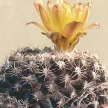 Photo of a cactus currently being identified