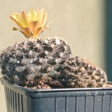 Photo of a cactus currently being identified