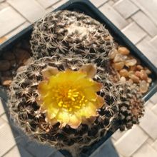 Photo of a cactus currently being identified
