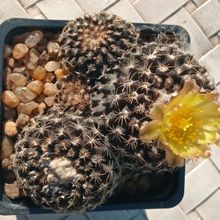 Photo of a cactus currently being identified