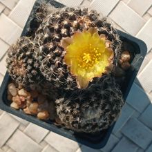 Photo of a cactus currently being identified