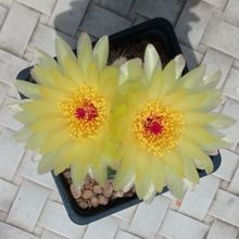 Foto de un cactus que se está identificando actualmente