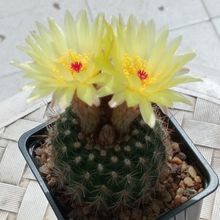 Foto de un cactus que se está identificando actualmente Foto de un cactus que se está identificando actualmente