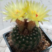 Foto de un cactus que se está identificando actualmente Foto de un cactus que se está identificando actualmente