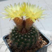 Foto de un cactus que se está identificando actualmente Foto de un cactus que se está identificando actualmente